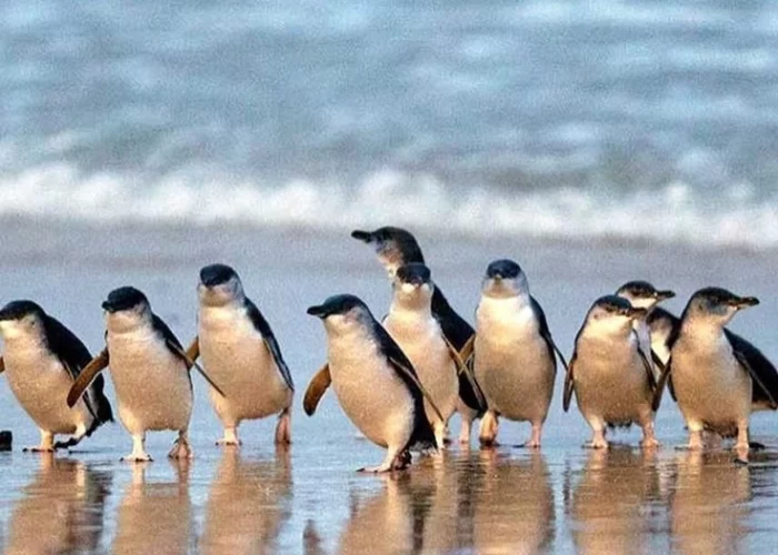 Julie Astrid Thomsen 🌏 ‘Penguin Parade’ på Phillip Island 🐧 Her tog vi en chance, for vi vidste ærligt talt ikke, hvad vi skulle forvente Men nu var vi på en… Instagram